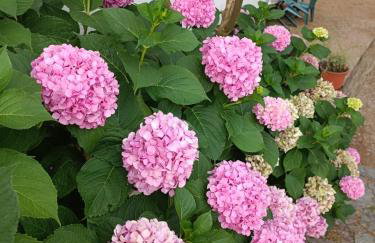 Apartments Hortenzija - Photo 33