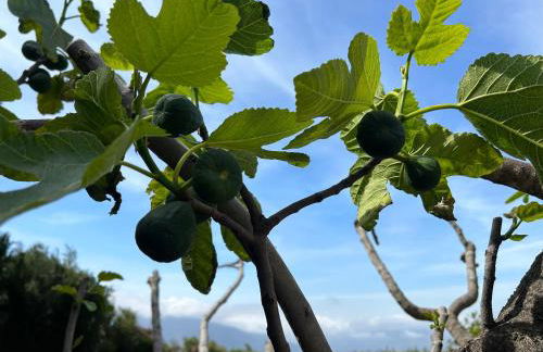 Villa Rústica en la Alpujarra - La Gualalla - Soportújar - Foto 35