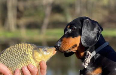 Moulin des Forges Gites, Camping et Glamping - Photo 32