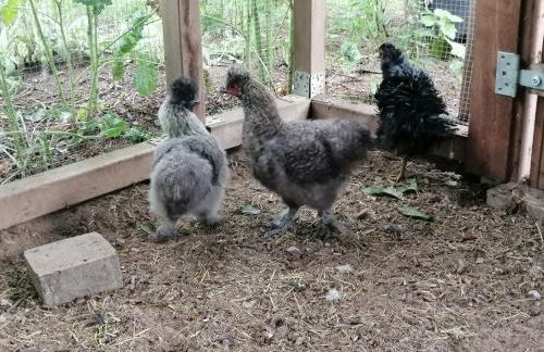 Haus Bernsteinchen - Foto 12