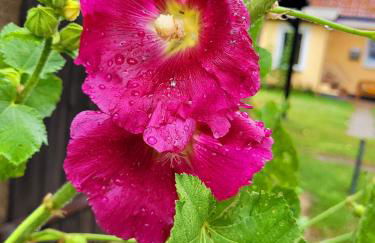 Ferienwohnung auf dem Lande - Foto 18