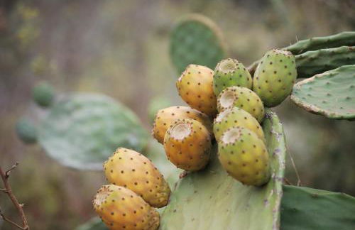 Casa Rural Las Llanadas - Foto 43