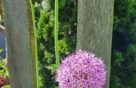 Kleine Oase - Foto 38