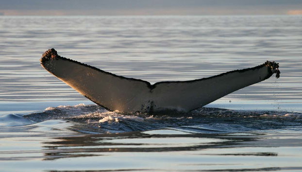 Cola de una ballena jorobada