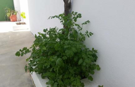 Casas do Patheo - Foto 22