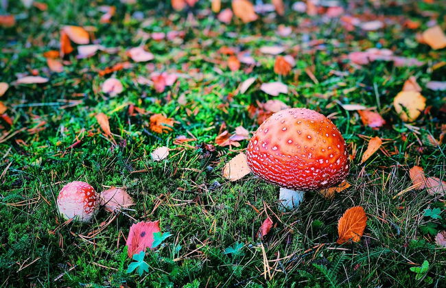 Vildmarks Lodge - Photo 52