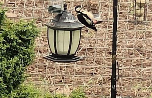 Hillhaven Lodge - Foto 17