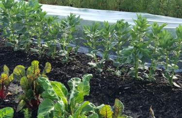 Gîte à la Ferme de Verdurette Cordes-sur-Ciel - Foto 27