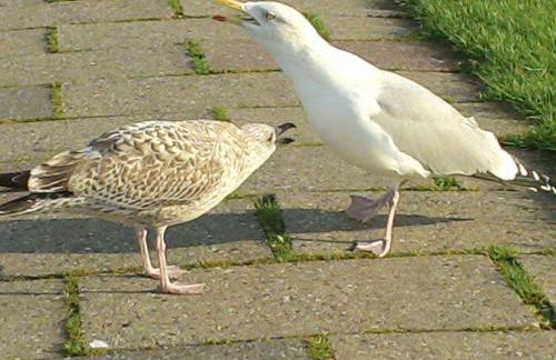 Sunshine winter garden Carolinensiel Altfunnix - Foto 12