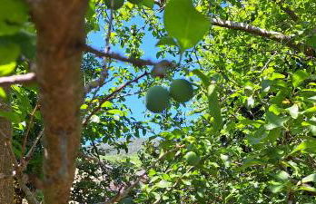 Les pruniers - Foto 27