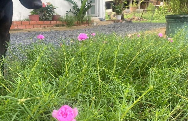 Homestay Tay - Foto 8