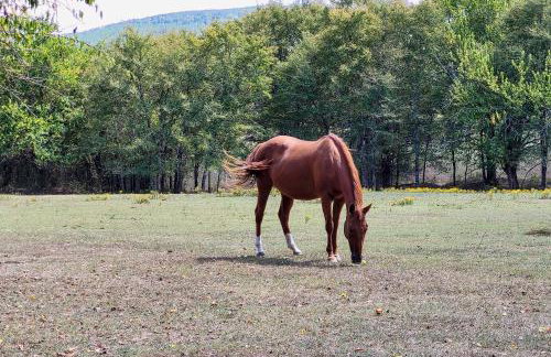 Hand-Built Black Fork Cabin 2 with Fire Pit! - Foto 26