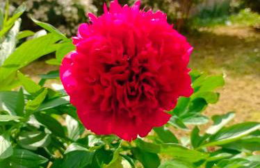 Bienvenue à PARIS - Appartement confortable, grande terrasse privée au calme, parking gratuit - Foto 20