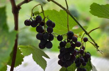 Donau Apartment - Foto 17