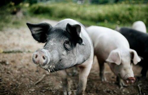 Heated North Carolina Glamping Rental Surrounded by Pisgah National Forest - Foto 39