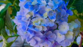 Sítio Wida Feliz - Photo 5