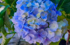 Sítio Wida Feliz - Foto 5