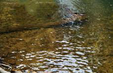 Quintinha do Quintas - Foto 48