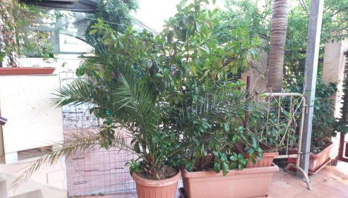 La Palma Residence - Foto 3