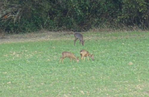 Gite La Saubolle à Marciac - Photo 36