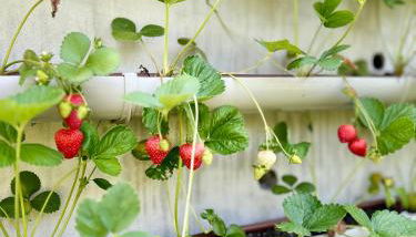 Casa da nascente douro - Foto 4