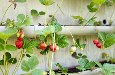 Casa da nascente douro - Foto 4