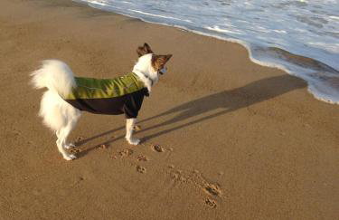 Pet Friendly Cottage walk to beach! - Foto 7