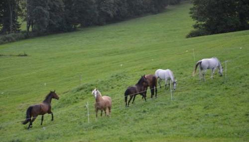 Hof Rossruck - Foto 3