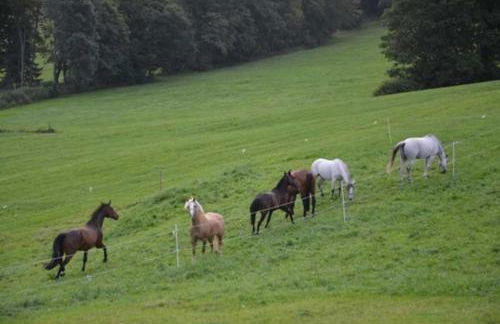 Hof Rossruck - Foto 3