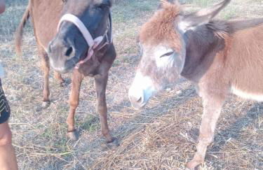 Mountain View Bungalows Dimilia - Foto 20