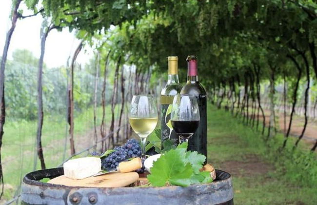 Visite avec dégustation des vins et fromages de Querétaro - Photo 2