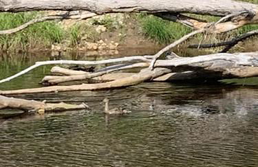 1800ML - As Seen on TV 1 mile from skiing great views hot tub fire pit beach Pool gym passes - Foto 77