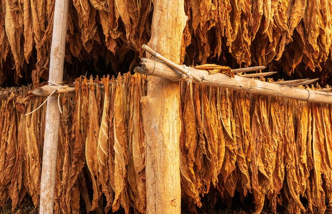 Rota do tabaco pelo Vale de Lerma - Foto 1