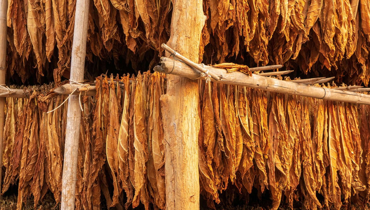 Ruta del tabaco por el valle de Lerma