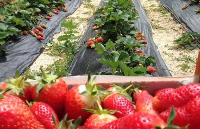 Masseria San Martino - Foto 44