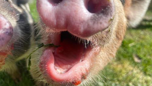 Ruby's Retreat! Farm Stay! North devon! Sleeps 6! Beaches Exmoor! - Foto 5