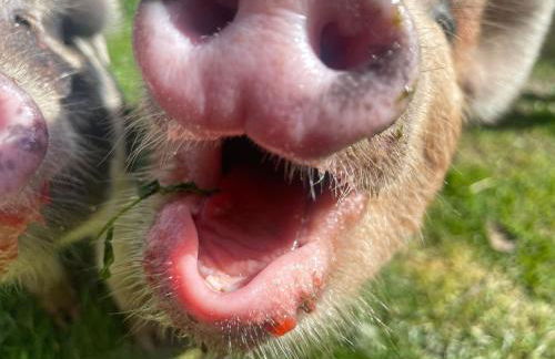 Ruby's Retreat! Farm Stay! North devon! Sleeps 6! Beaches Exmoor! - Foto 5