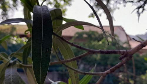 villa individuelle - Photo 5, Garden