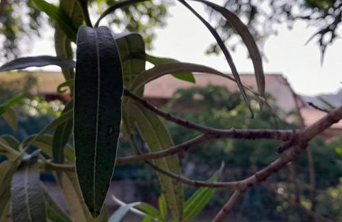 villa individuelle - Foto 5