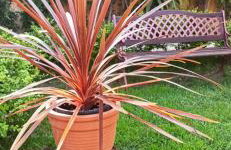 Mozart House Studio - Foto 78