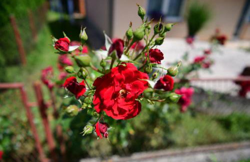 Apartman Dorijan - Foto 37