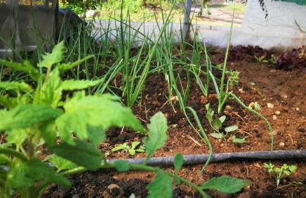 CR familiar PrimaVera Jarandilla de la Vera - Foto 30