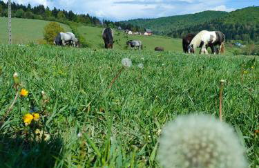 Domki w Bieszczadzkiej Dolinie - Foto 47