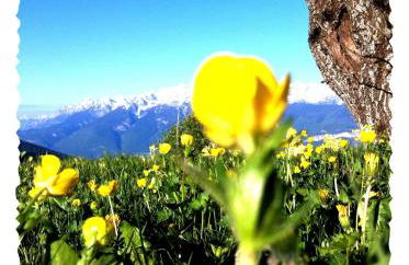 Pineta Natural Chalet - Foto 26