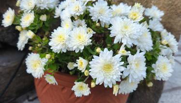 Sea view Goldins house - Foto 4