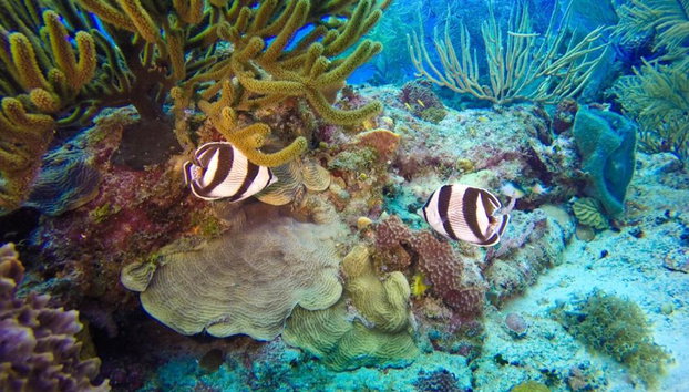 Diving adventure at Catalina Island - Foto 3