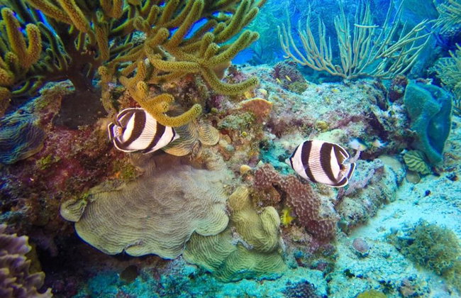 Diving adventure at Catalina Island - Foto 3