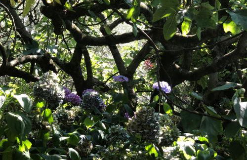 Il Pioppo Antico - Photo 47