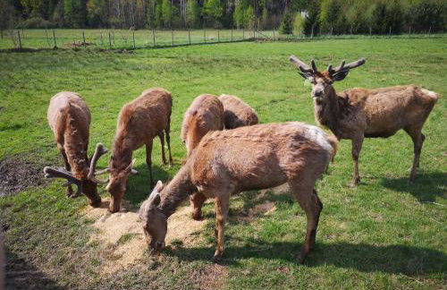 Noclegi Święta Katarzyna ,, Pod Jeleniami "prawdziwymi - Foto 39