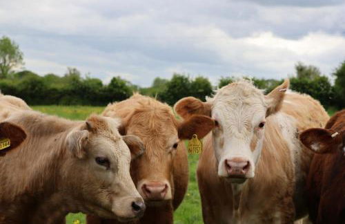 Tranquil and cosy cottage on the Somerset Levels - Photo 23